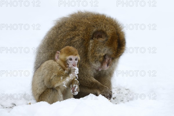 Barbary macaque or magot (Macaca sylvanus), male and juvenile in winter, Morocco