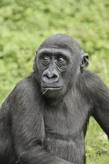Western lowland gorilla (Gorilla gorilla gorilla), juvenile, captive, occurring in Africa