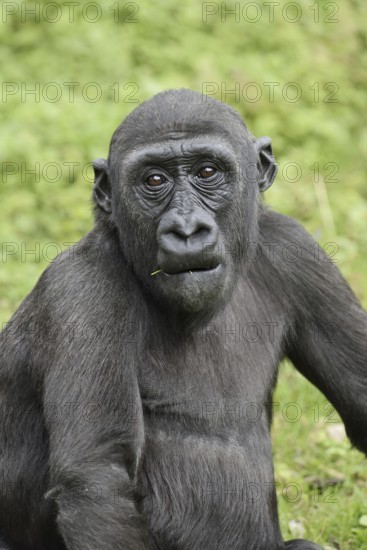 Western lowland gorilla (Gorilla gorilla gorilla), juvenile, captive, occurring in Africa
