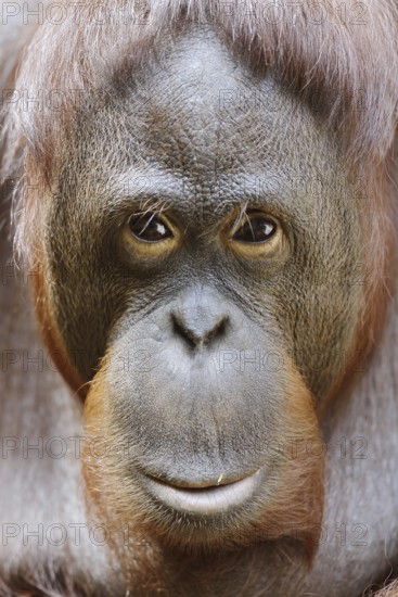 Bornean orangutan (Pongo pygmaeus), male, portrait, captive, occurring on Borneo