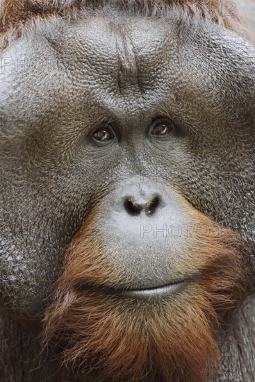 Bornean orangutan (Pongo pygmaeus), male, portrait, captive, occurring on Borneo