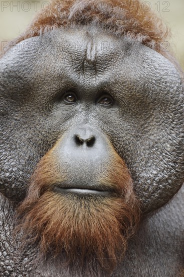 Bornean orangutan (Pongo pygmaeus), male, portrait, captive, occurring on Borneo