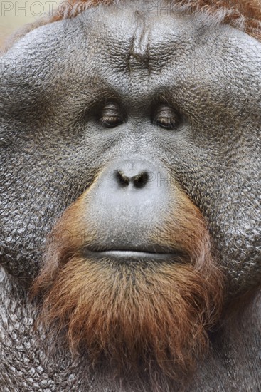 Bornean orangutan (Pongo pygmaeus), male, portrait, captive, occurring on Borneo