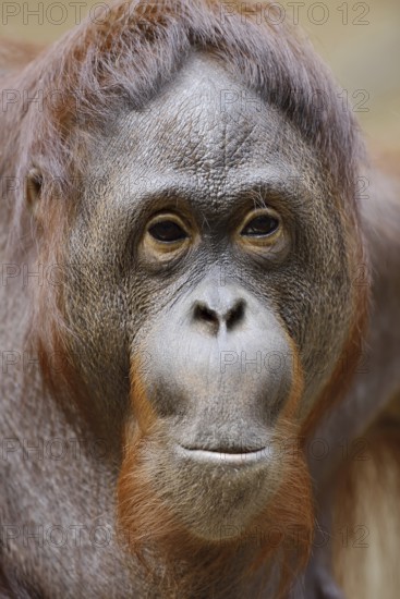 Bornean orangutan (Pongo pygmaeus), female, portrait, captive, native to Borneo