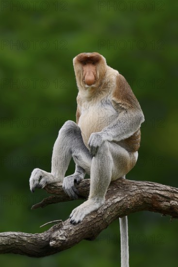 Proboscis monkey (Nasalis larvatus), male, captive, occurring on Borneo