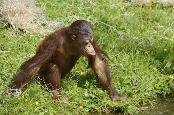 Bornean orangutan (Pongo pygmaeus), juvenile, captive, endemic to Borneo