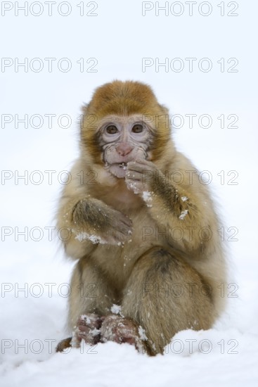 Barbary macaque or magot (Macaca sylvanus), young animal in winter, Morocco