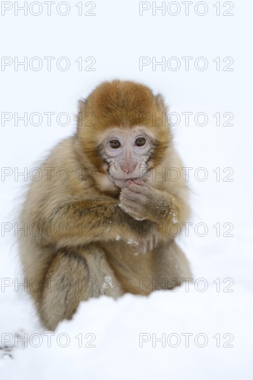 Barbary macaque or magot (Macaca sylvanus), young animal in winter, Morocco