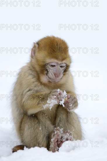 Barbary macaque or magot (Macaca sylvanus), young animal in winter, Morocco