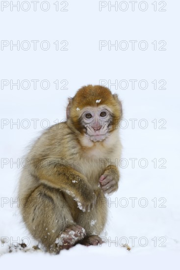 Barbary macaque or magot (Macaca sylvanus), young animal in winter, Morocco
