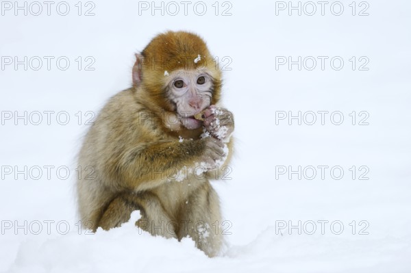Barbary macaque or magot (Macaca sylvanus), young animal in winter, Morocco