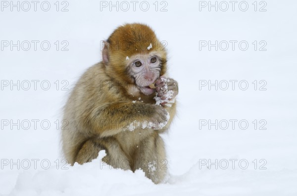 Barbary macaque or magot (Macaca sylvanus), young animal in winter, Morocco