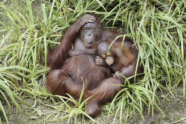 Bornean orangutan (Pongo pygmaeus), female with young, captive, occurring on Borneo