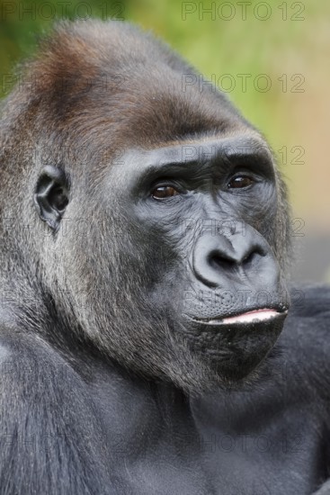 Western lowland gorilla (Gorilla gorilla gorilla), male, silverback, portrait, captive, occurrence in Africa
