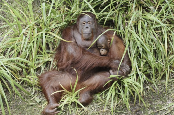 Bornean orangutan (Pongo pygmaeus), female with young, captive, occurring on Borneo