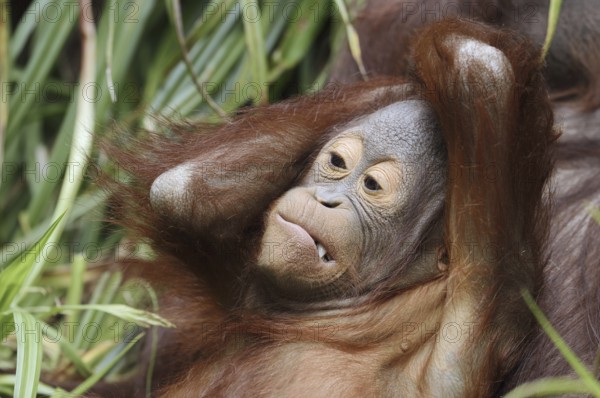 Bornean orangutan (Pongo pygmaeus), juvenile, captive, native to Borneo
