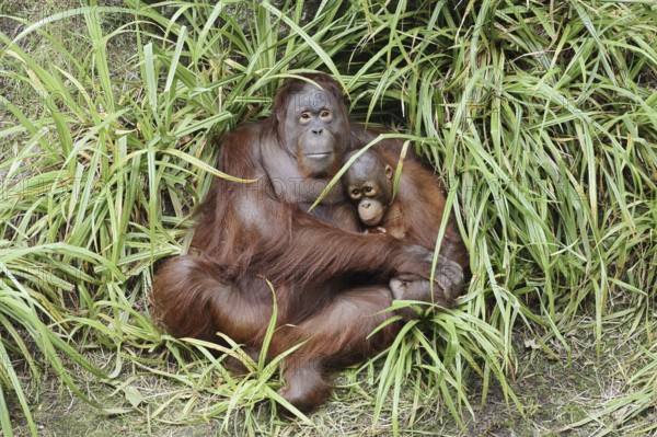 Bornean orangutan (Pongo pygmaeus), female with young, captive, occurring on Borneo