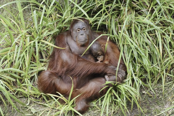 Bornean orangutan (Pongo pygmaeus), female with young, captive, occurring on Borneo