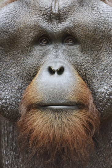 Bornean orangutan (Pongo pygmaeus), male, portrait, captive, occurring on Borneo