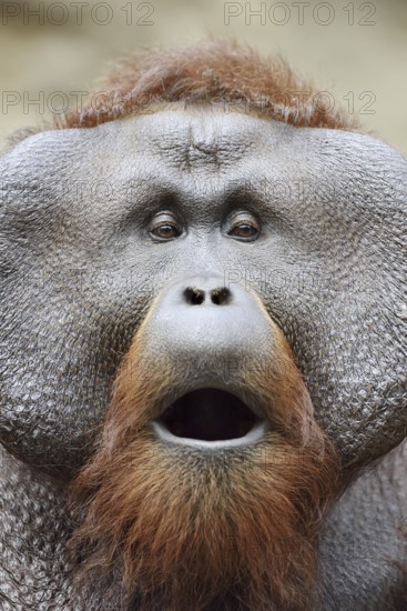 Bornean orangutan (Pongo pygmaeus), yawning male, portrait, captive, occurring on Borneo