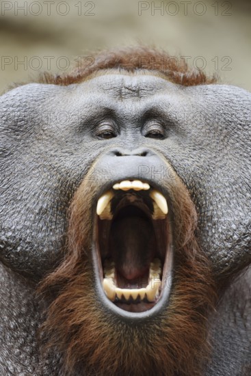 Bornean orangutan (Pongo pygmaeus), yawning male, portrait, captive, occurring on Borneo