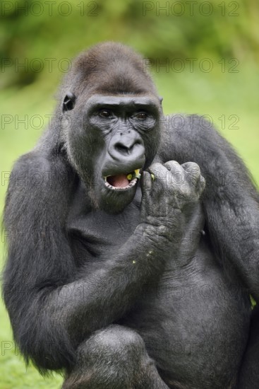 Western lowland gorilla (Gorilla gorilla gorilla), feeding male, captive, occurring in Africa