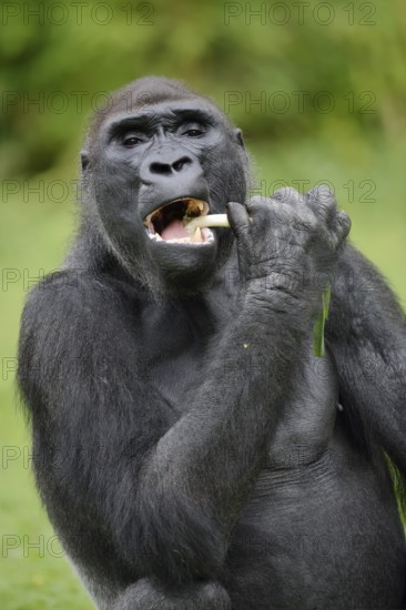 Western lowland gorilla (Gorilla gorilla gorilla), feeding male, captive, occurring in Africa