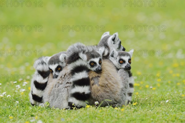Catta (Lemur catta), group sitting in a meadow, captive, native to Madagascar