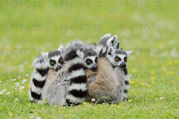 Catta (Lemur catta), group sitting in a meadow, captive, native to Madagascar
