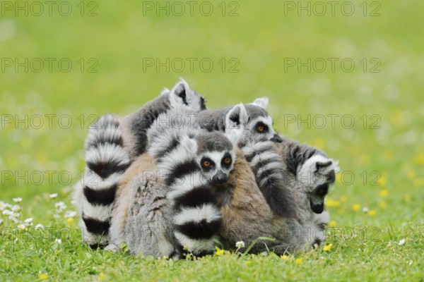 Catta (Lemur catta), group sitting in a meadow, captive, native to Madagascar