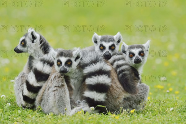 Catta (Lemur catta), group sitting in a meadow, captive, native to Madagascar