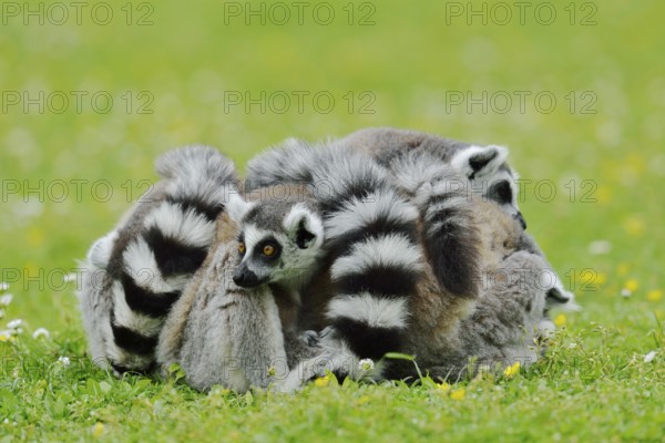 Catta (Lemur catta), group sitting in a meadow, captive, native to Madagascar
