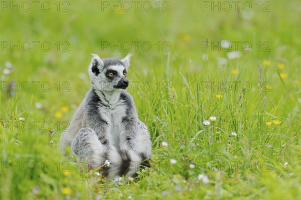 Catta (Lemur catta), captive, occurring in Madagascar