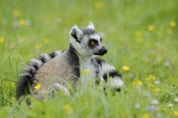 Catta (Lemur catta), Germany, captive, native to Madagascar