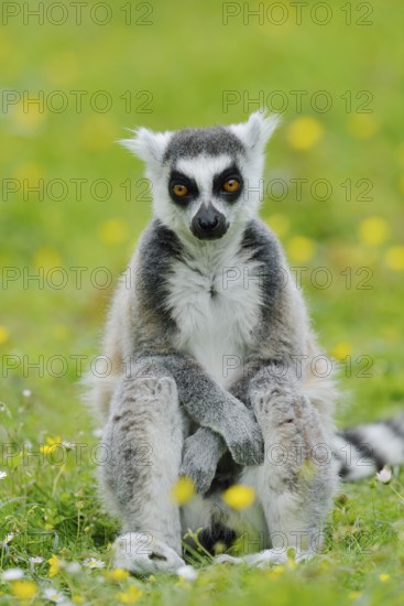 Catta (Lemur catta), captive, occurring in Madagascar