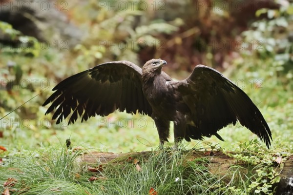 Lesser spotted eagle or Pomeranian eagle (Clanga pomarina, Aquila pomarina) standing on a tree trunk with outstretched wings, Germany