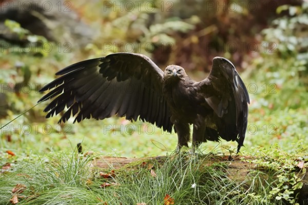 Lesser spotted eagle or Pomeranian eagle (Clanga pomarina, Aquila pomarina) standing on a tree trunk with outstretched wings, Germany
