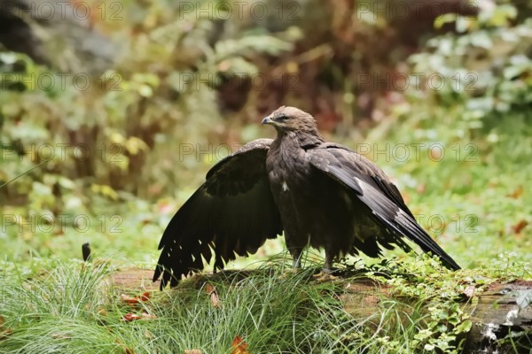 Lesser spotted eagle or Pomeranian eagle (Clanga pomarina, Aquila pomarina) standing on a tree trunk with outstretched wings, Germany