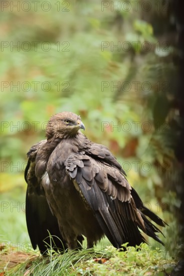 Lesser spotted eagle or Pomeranian eagle (Clanga pomarina, Aquila pomarina), Germany