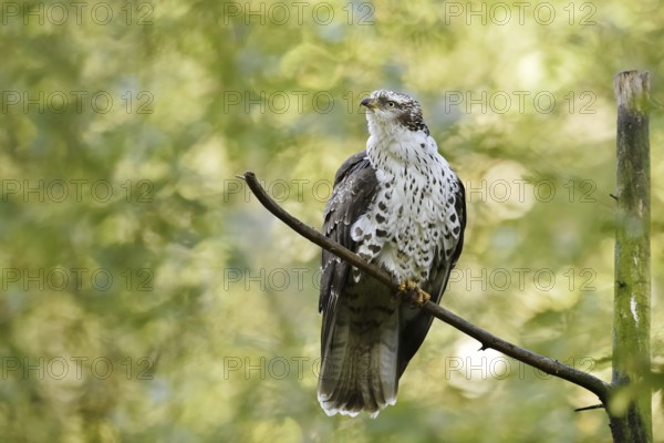 Honey buzzard (Pernis apivorus), Bavaria, Germany