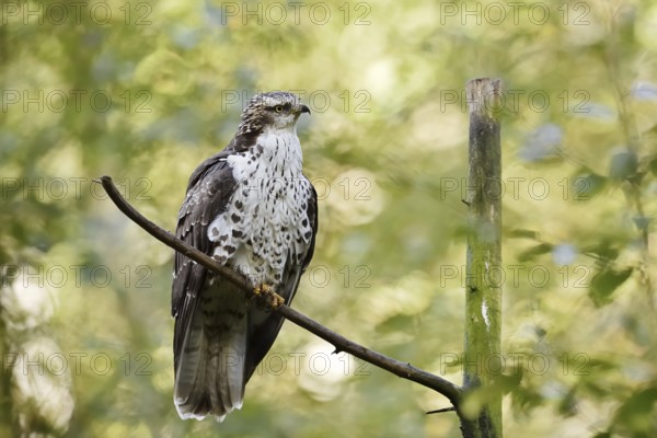 Honey buzzard (Pernis apivorus), Bavaria, Germany