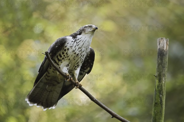 Honey buzzard (Pernis apivorus), Bavaria, Germany
