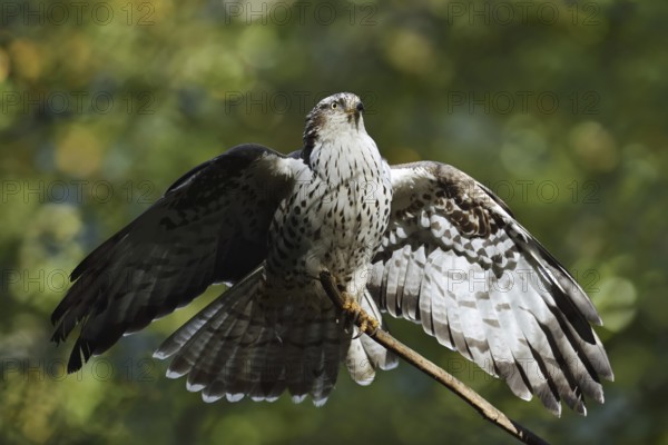 Honey buzzard (Pernis apivorus), Bavaria, Germany
