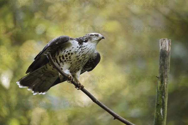 Honey buzzard (Pernis apivorus), Bavaria, Germany