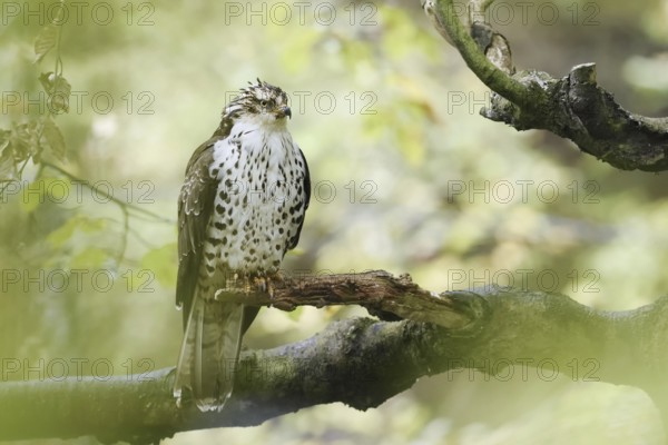 Honey buzzard (Pernis apivorus) sitting on a branch, Bavaria, Germany