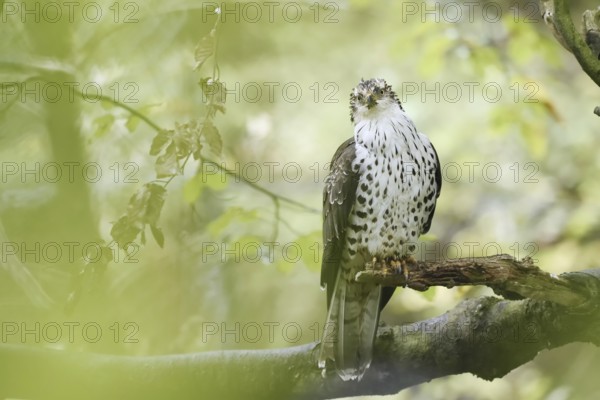 Honey buzzard (Pernis apivorus) sitting on a branch, Bavaria, Germany