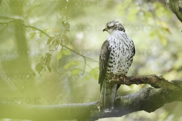 Honey buzzard (Pernis apivorus) sitting on a branch, Bavaria, Germany