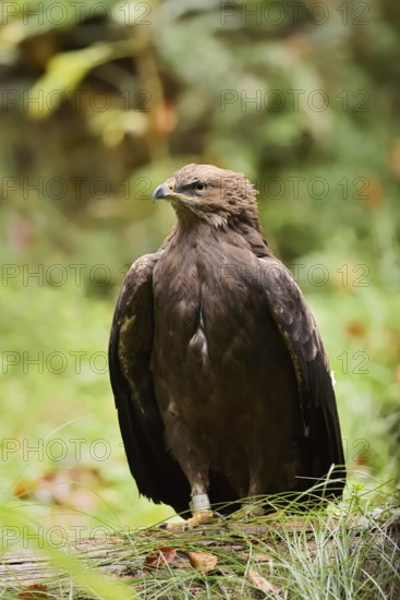 Lesser spotted eagle or Pomeranian eagle (Clanga pomarina, Aquila pomarina), Germany
