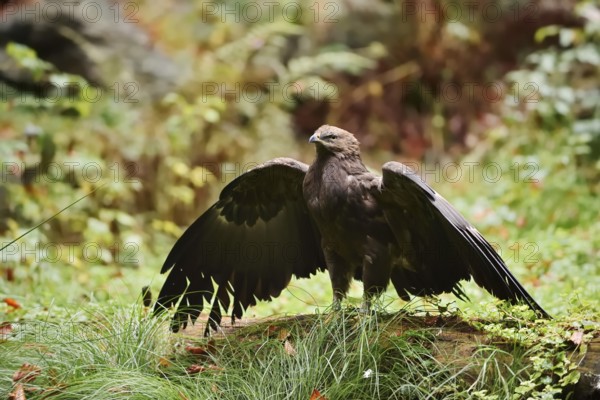 Lesser spotted eagle or Pomeranian eagle (Clanga pomarina, Aquila pomarina) standing on a tree trunk with outstretched wings, Germany