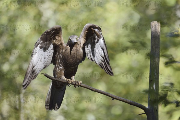 Honey buzzard (Pernis apivorus), Bavaria, Germany